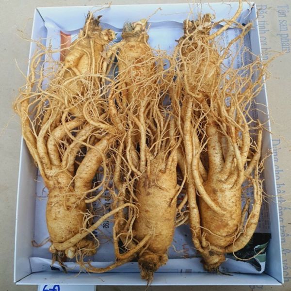 Sâm tươi 6 năm tuổi